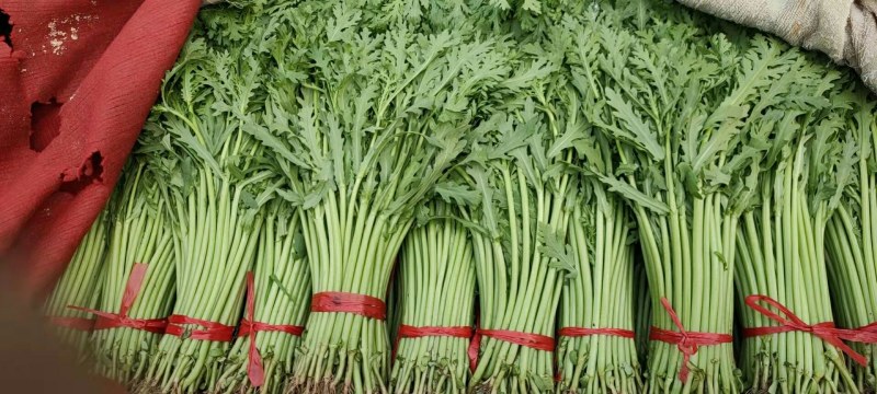 【河北精品茼蒿】新鲜质量好品质保证