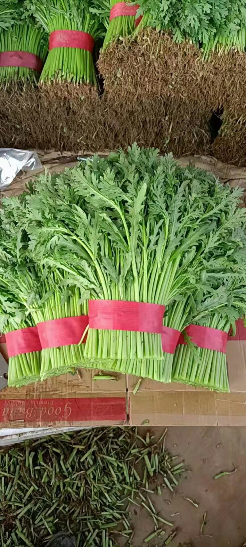 【河北精品茼蒿】新鲜质量好品质保证