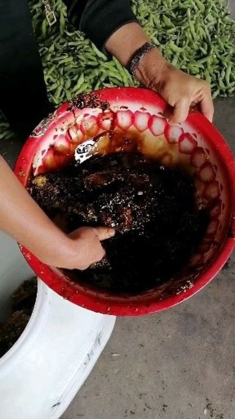 缅甸进口野生大挂蜜小挂蜜