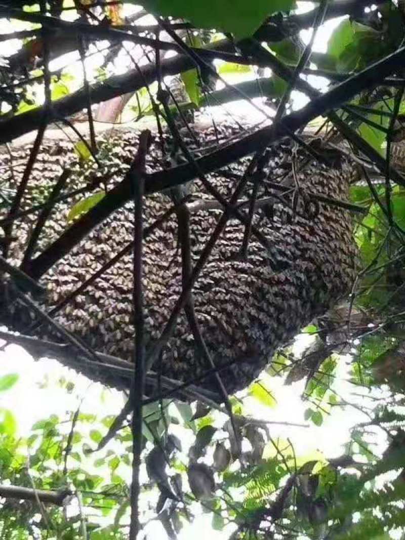 缅甸进口野生大挂蜜小挂蜜