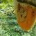 缅甸进口野生大挂蜜小挂蜜
