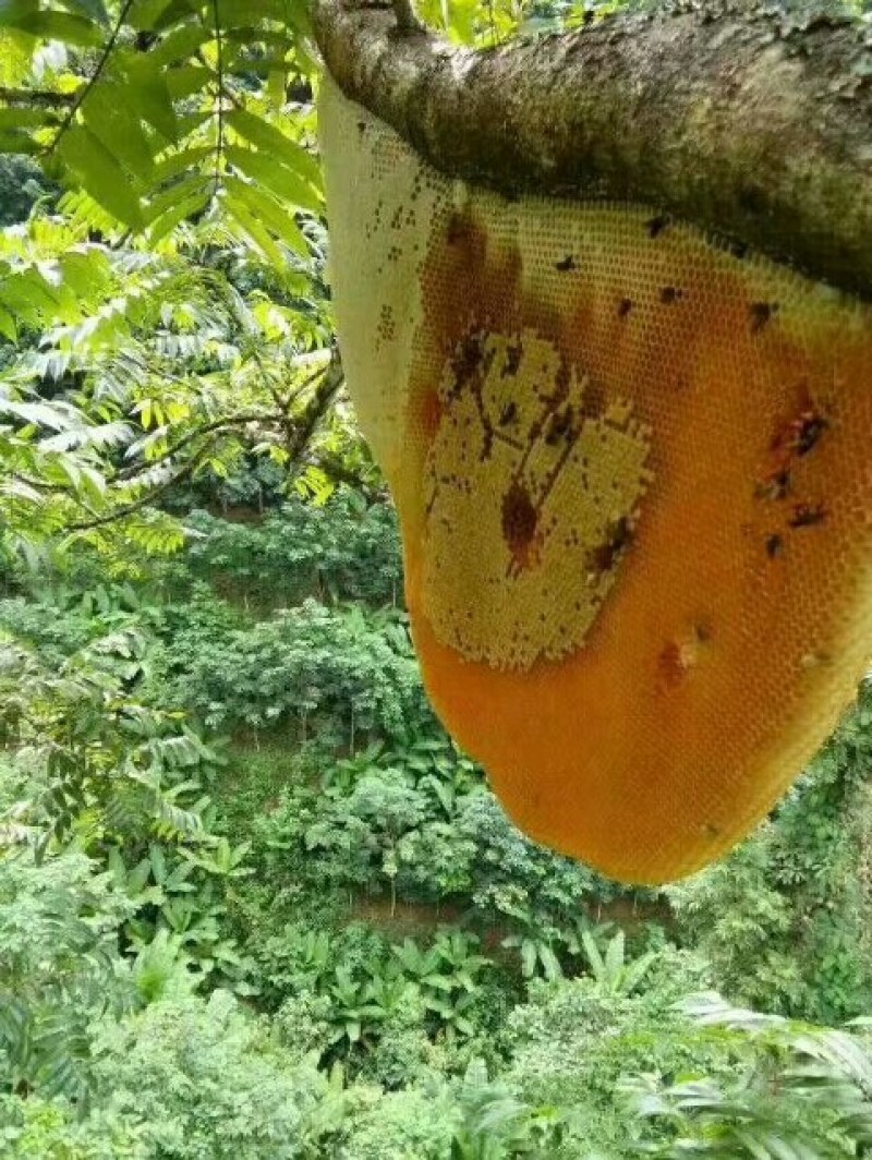 缅甸进口野生大挂蜜小挂蜜
