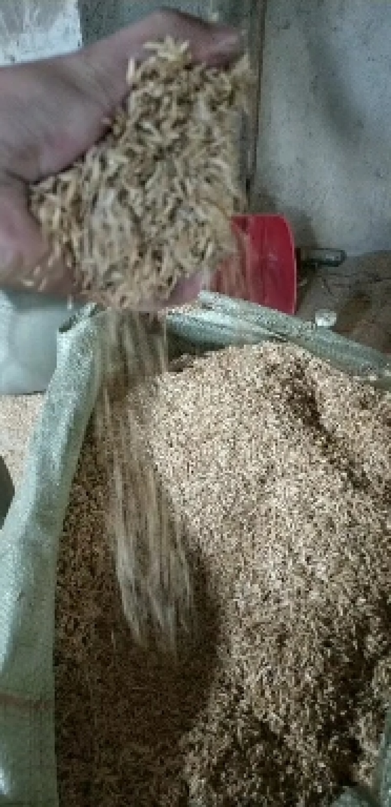 稻壳广西云南散装稻壳，压缩稻壳，厂家直销