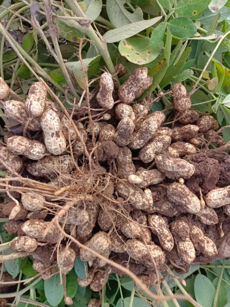 鲜花生，大量上市中，基地直供，货源充足。