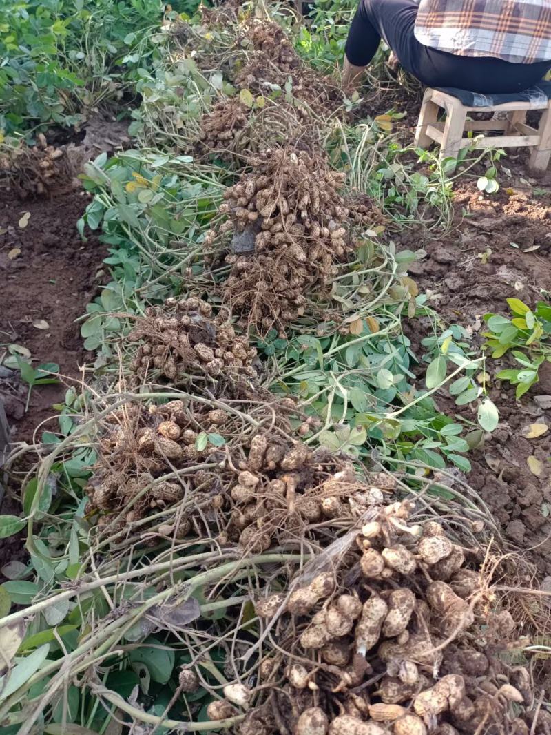 鲜花生，大量上市中，基地直供，货源充足。
