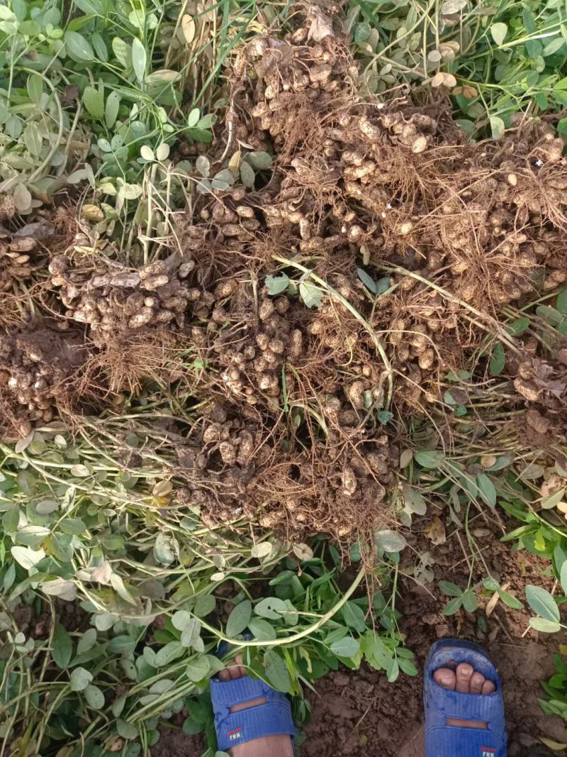 鲜花生，大量上市中，基地直供，货源充足。