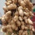 鲜花生，大量上市中，基地直供，货源充足。