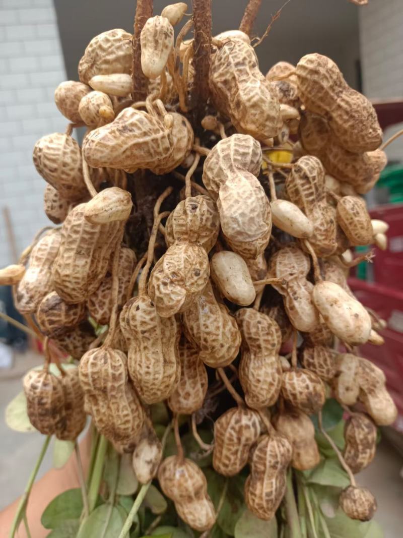 鲜花生，大量上市中，基地直供，货源充足。