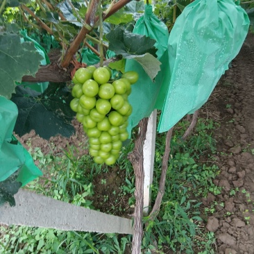 阳光玫瑰