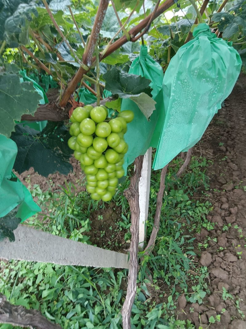 阳光玫瑰