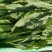 【推荐】河北永年精品油麦产地直销需要的联系