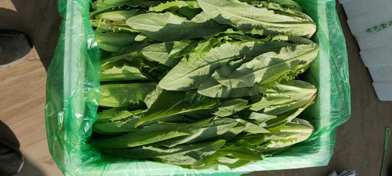 【推荐】河北永年精品油麦产地直销需要的联系