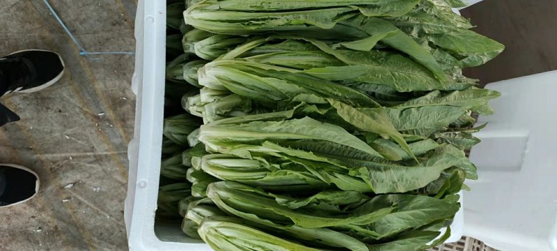 【推荐】河北永年精品油麦产地直销需要的联系