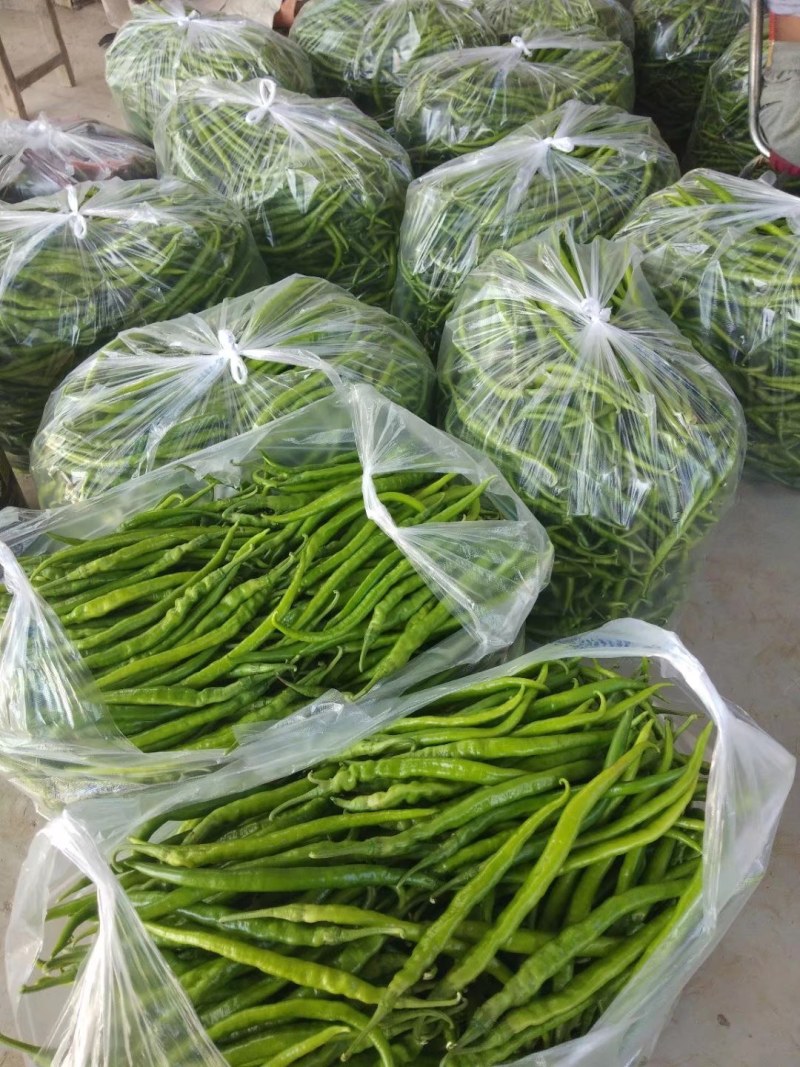 精品辣椒，条子直颜色绿欢迎广大客商前来选购