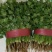 【河北】精品香菜大叶香菜茎叶20--30公分
