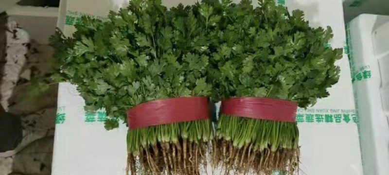【河北】精品香菜大叶香菜茎叶20--30公分