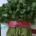 【河北】精品香菜大叶香菜茎叶20--30公分