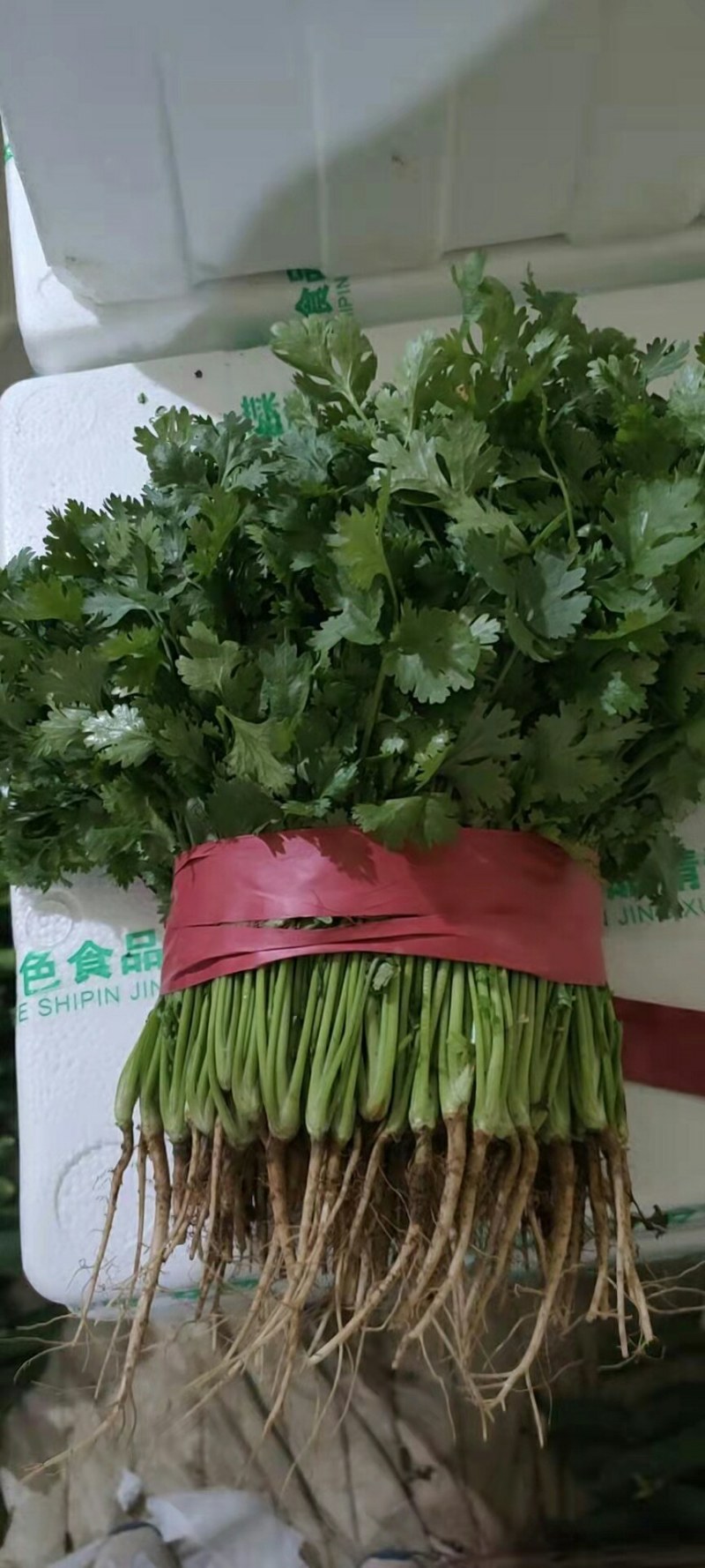 【河北】精品香菜大叶香菜茎叶20--30公分