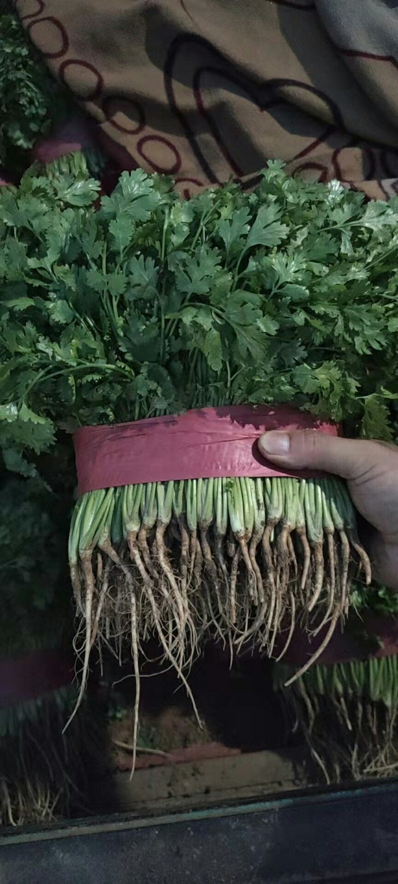 【河北】精品香菜大叶香菜茎叶20--30公分