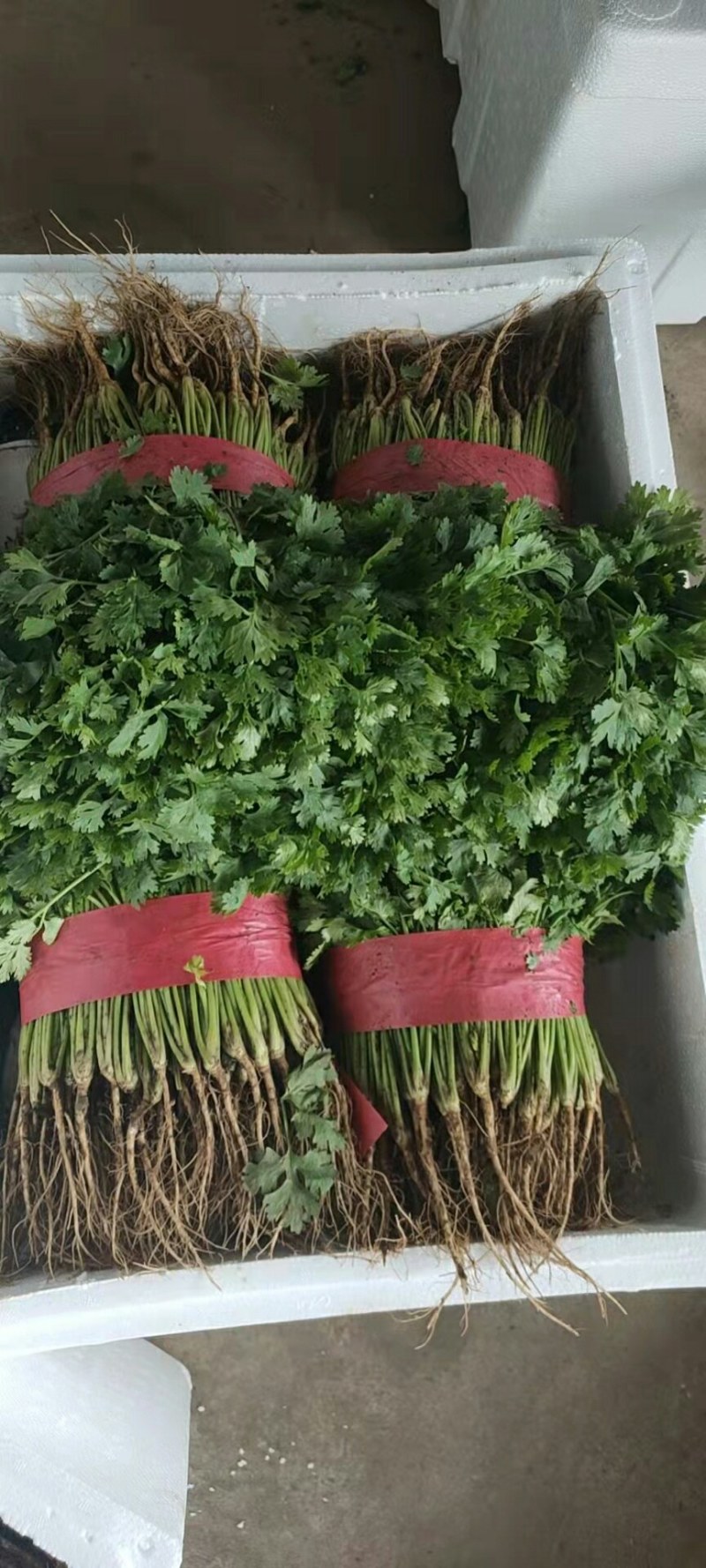 【河北】精品香菜大叶香菜茎叶20--30公分
