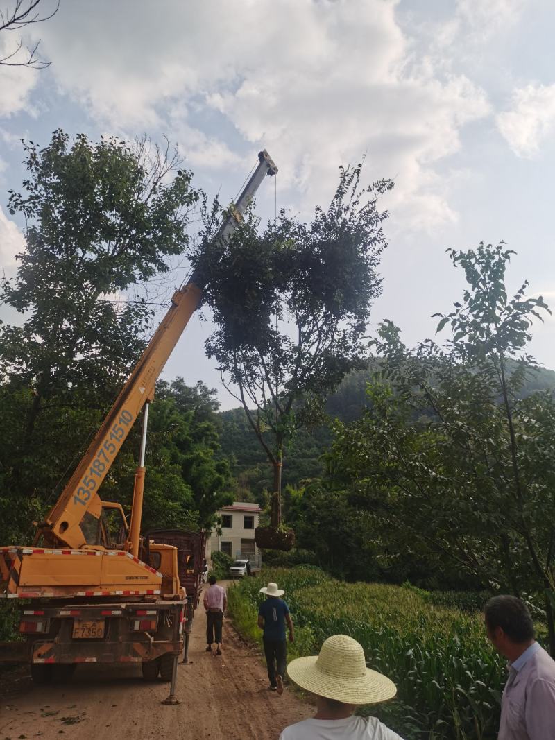 精品朴树，一般朴树，各种规格要求都有，基地直供