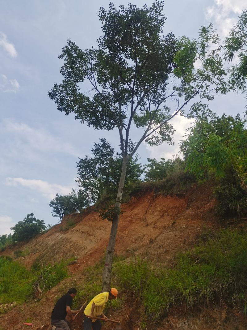精品朴树，一般朴树，各种规格要求都有，基地直供