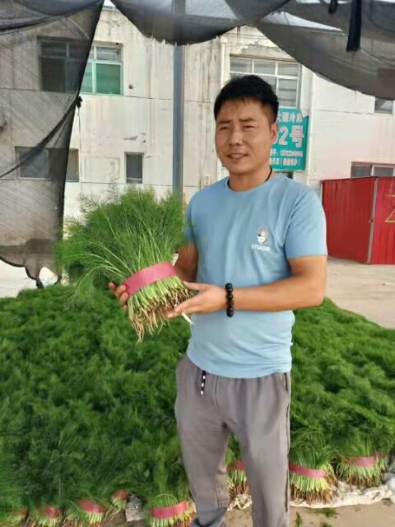 河北永年精品茴香产地直销大量上市中需要的联系