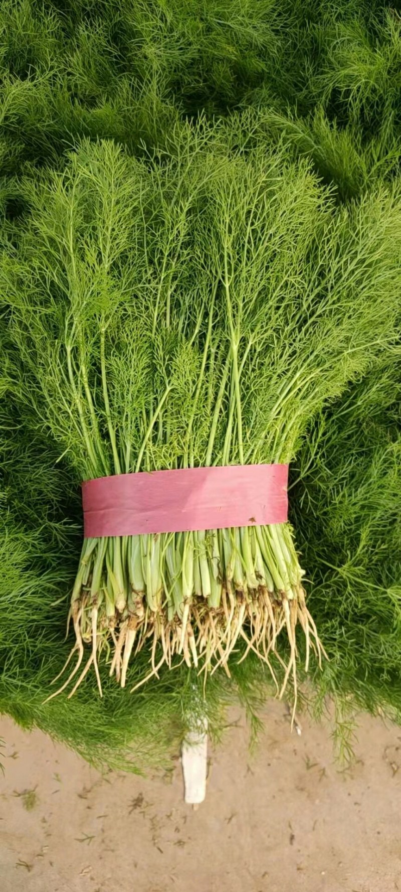 河北永年精品茴香产地直销大量上市中需要的联系