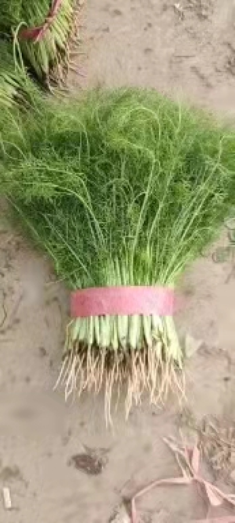 河北永年精品茴香产地直销大量上市中需要的联系
