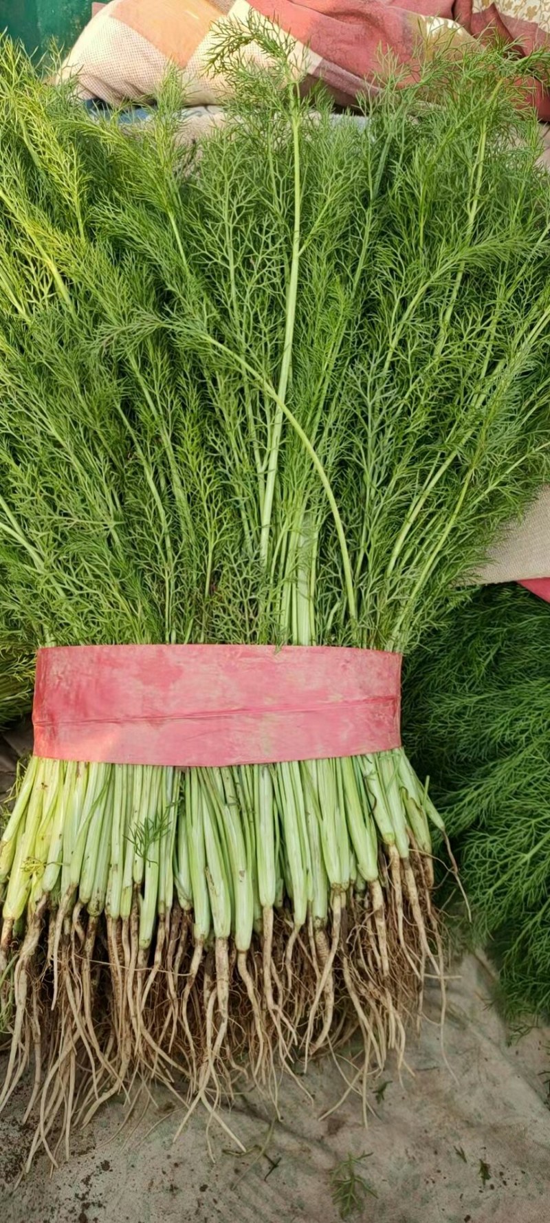 河北永年精品茴香产地直销大量上市中需要的联系