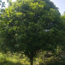 桂花树