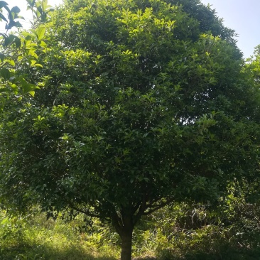 桂花树