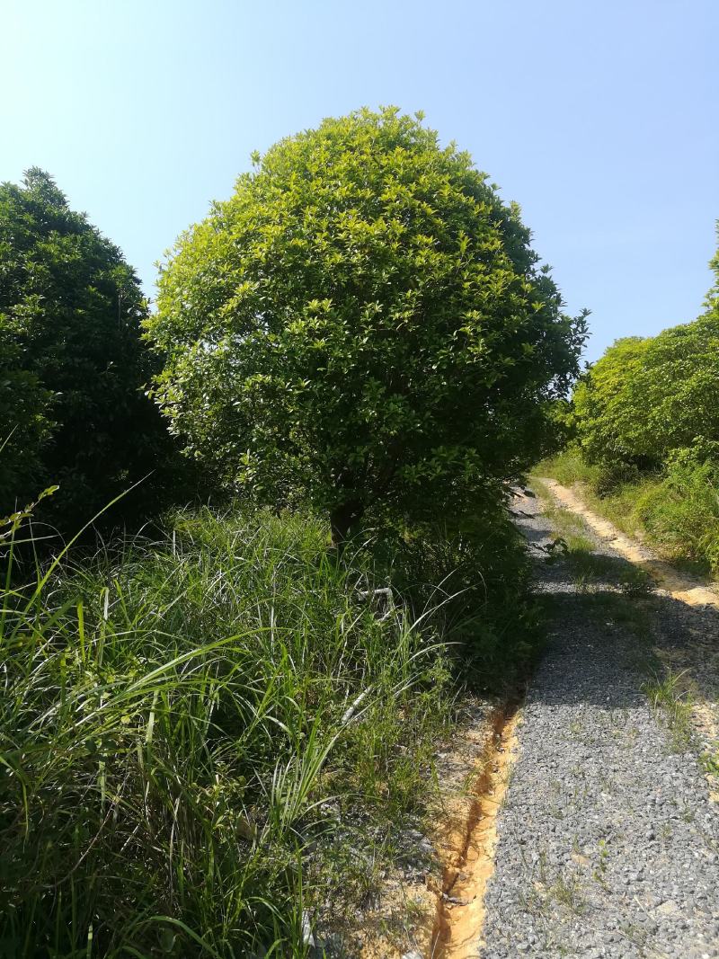 桂花树