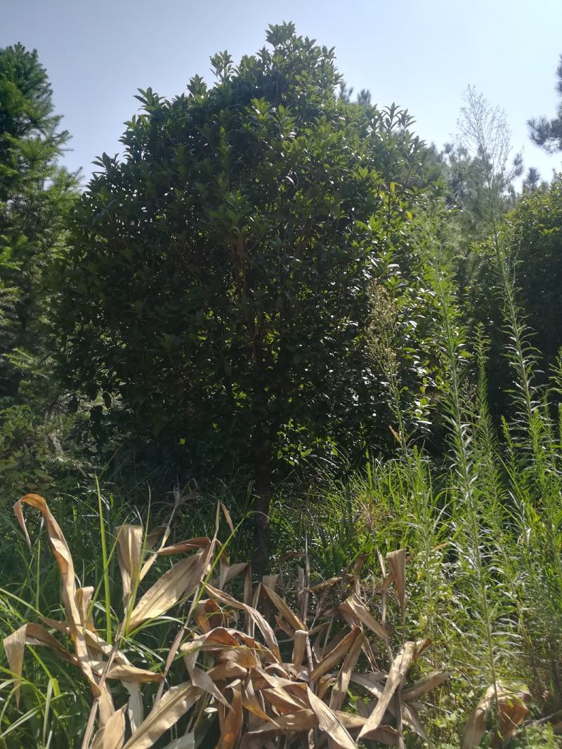 桂花树