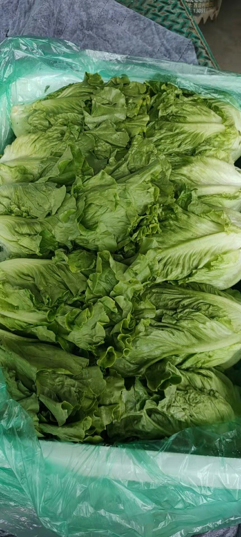 河北永年生菜（青叶黄叶）产地直销需要的老板联系了