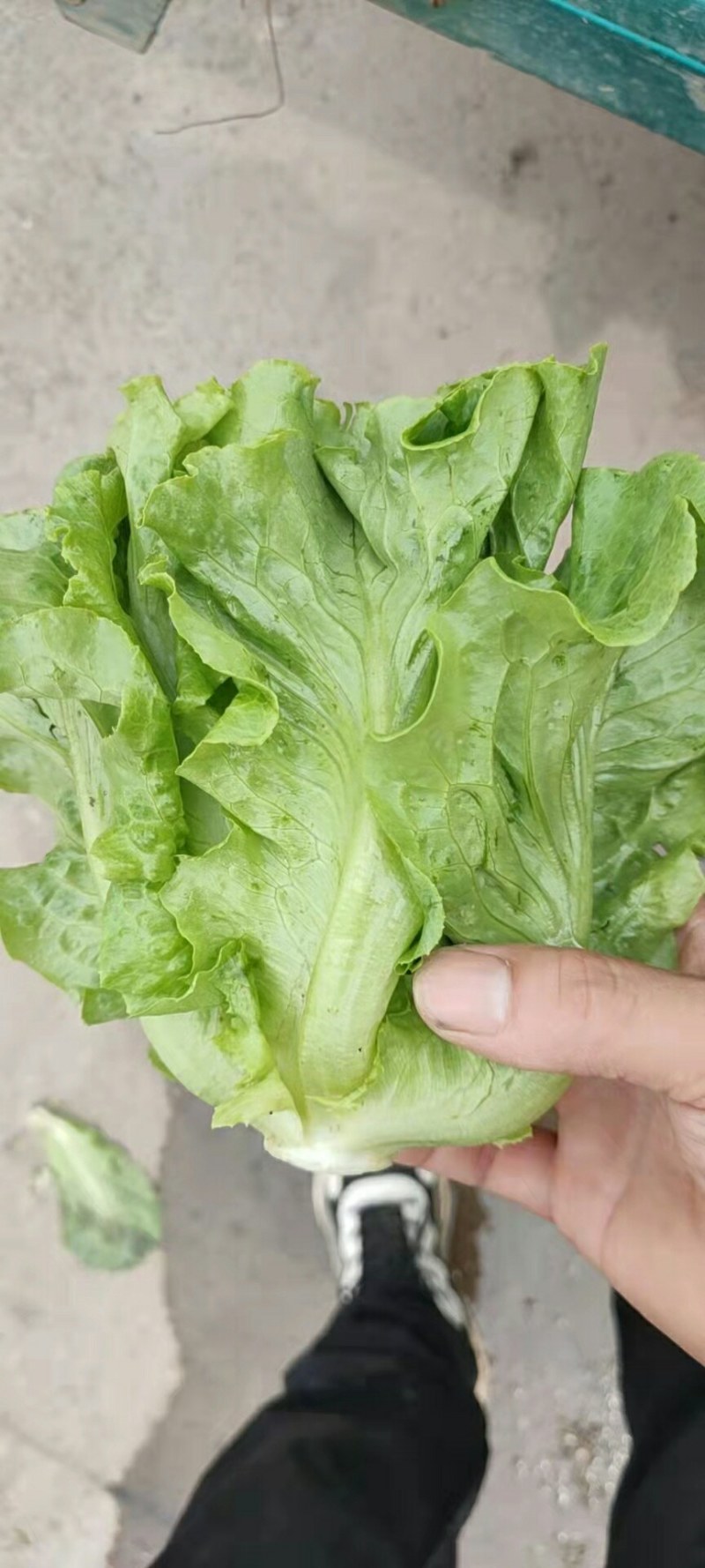 河北永年生菜（青叶黄叶）产地直销需要的老板联系了