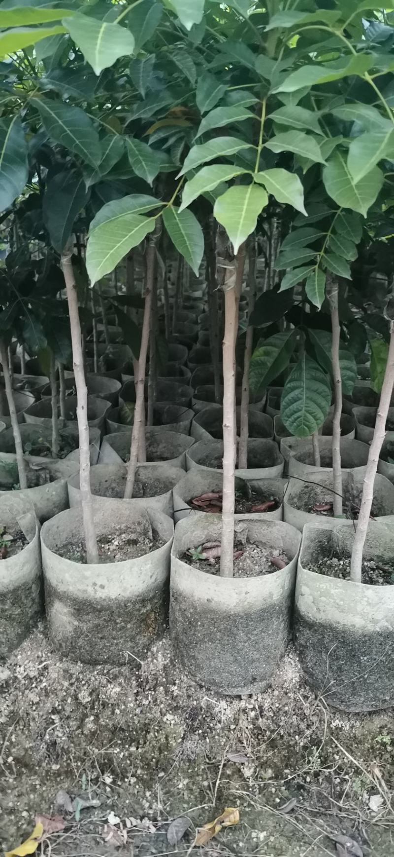 乌橄榄黑橄榄苗杯苗袋本地品种和吊思茅品种