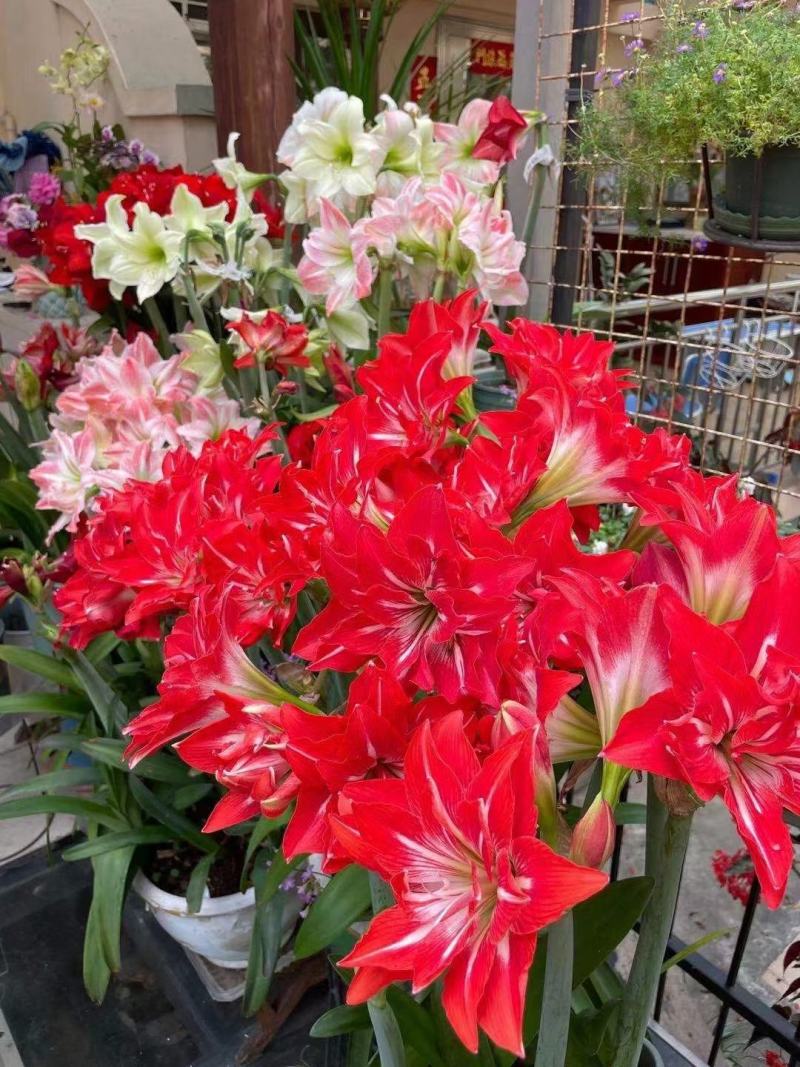 进口朱顶红种球，封腊如意球，无水无土栽培，颜色多多，