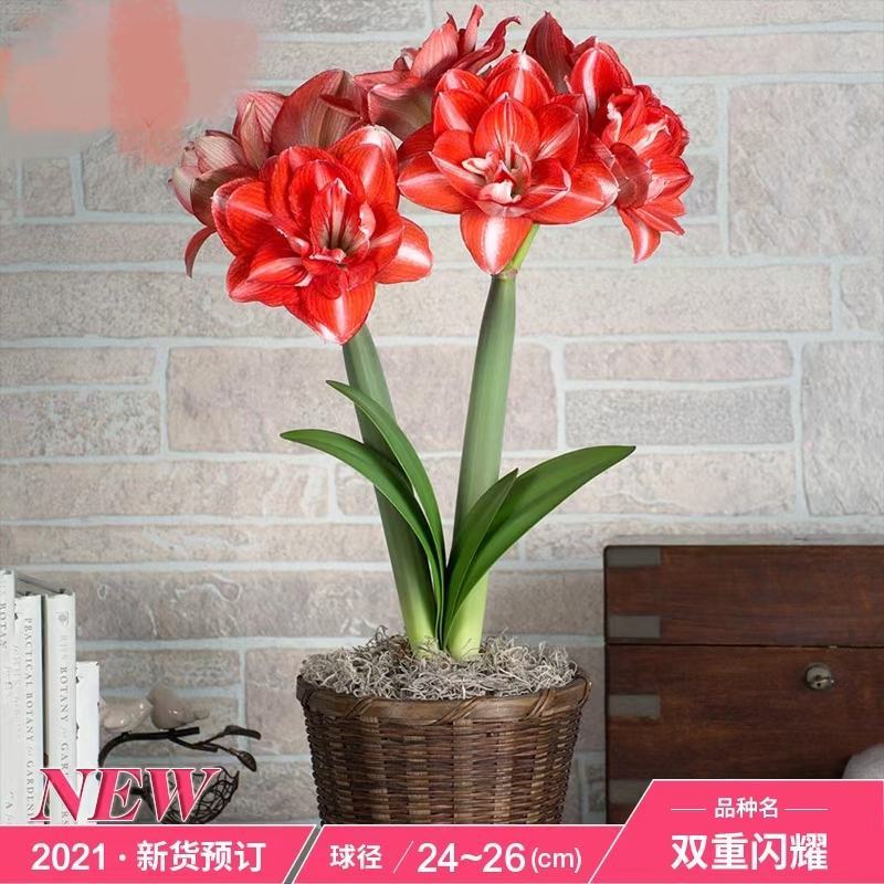 进口朱顶红种球，封腊如意球，无水无土栽培，颜色多多，