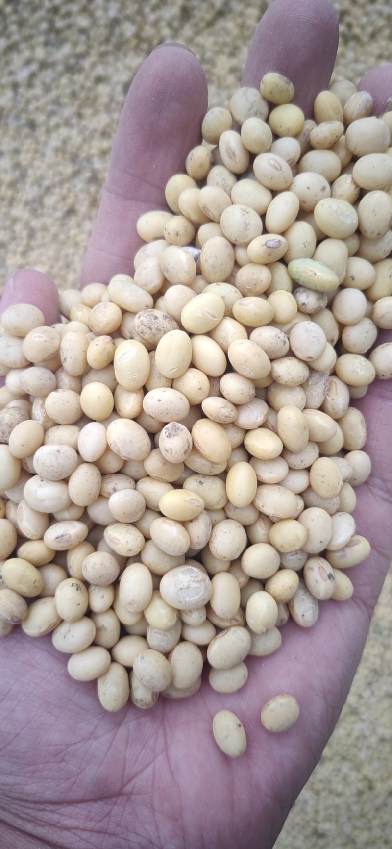 湖北早熟黄豆冀豆537豆等品种蛋白46品质好
