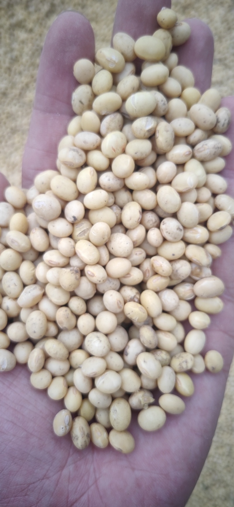 湖北早熟黄豆冀豆537豆等品种蛋白46品质好