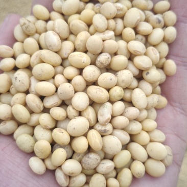 湖北早熟黄豆冀豆537豆等品种蛋白46品质好