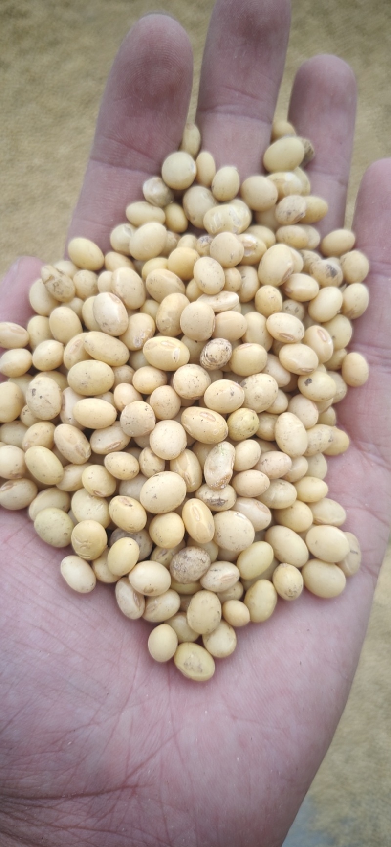 湖北早熟黄豆冀豆537豆等品种蛋白46品质好