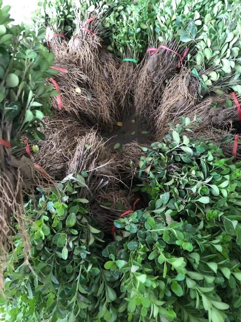 黄杨苗小叶黄杨苗瓜子黄杨苗基地直销直销