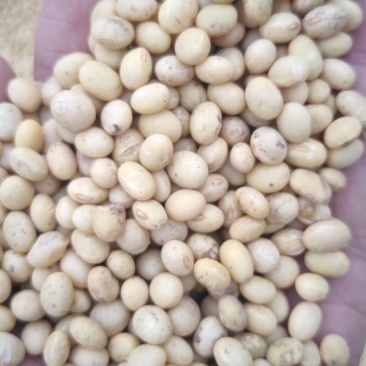 湖北早熟黄豆品种537冀豆中黄等品质好