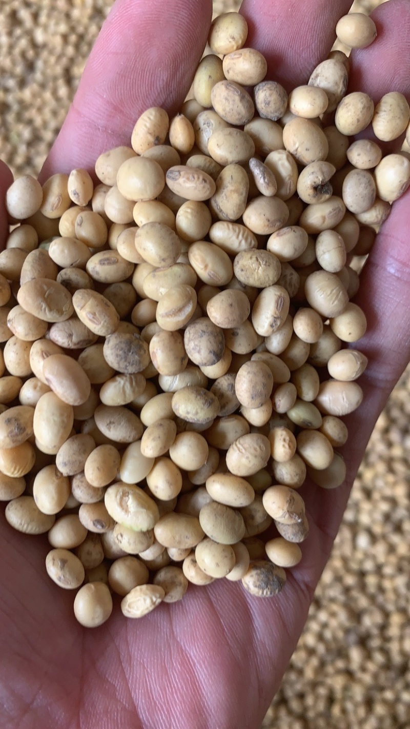 湖北早熟黄豆品种537冀豆中黄等品质好