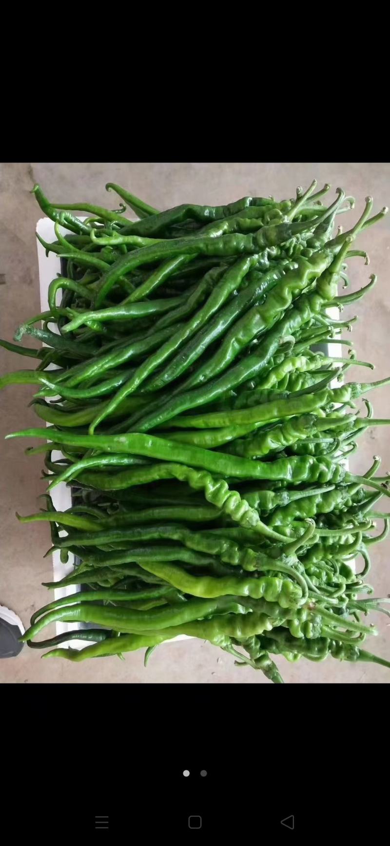 陕西大荔精品，15到20厘米螺线椒，产地直发，货源充足，