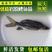 岩原鲤鱼苗，岩鲤鱼苗。特种鱼苗，高档鱼类，大量出售了。