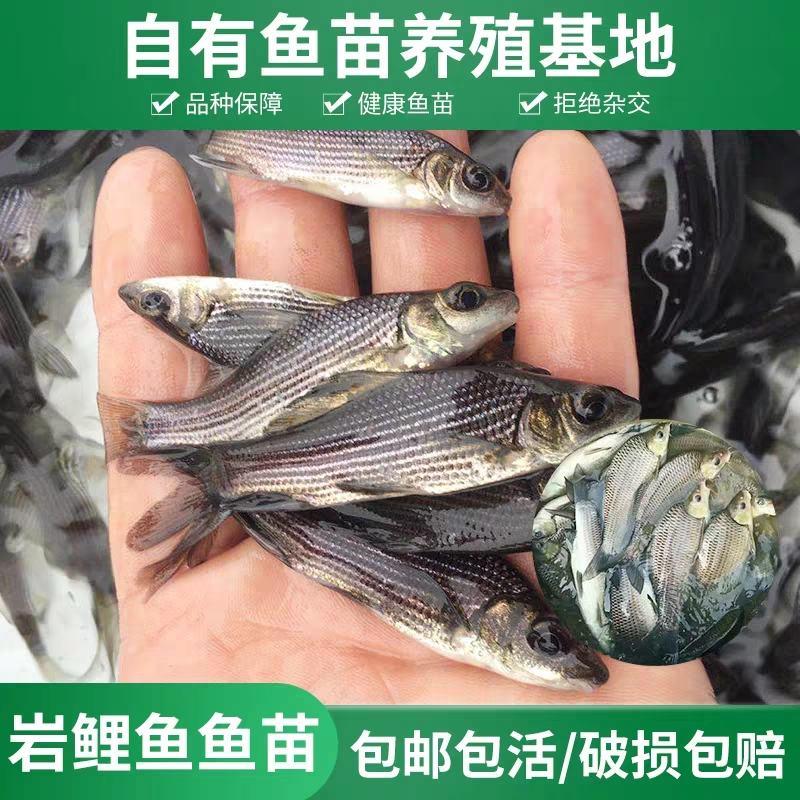 岩原鲤鱼苗，岩鲤鱼苗。特种鱼苗，高档鱼类，大量出售了。