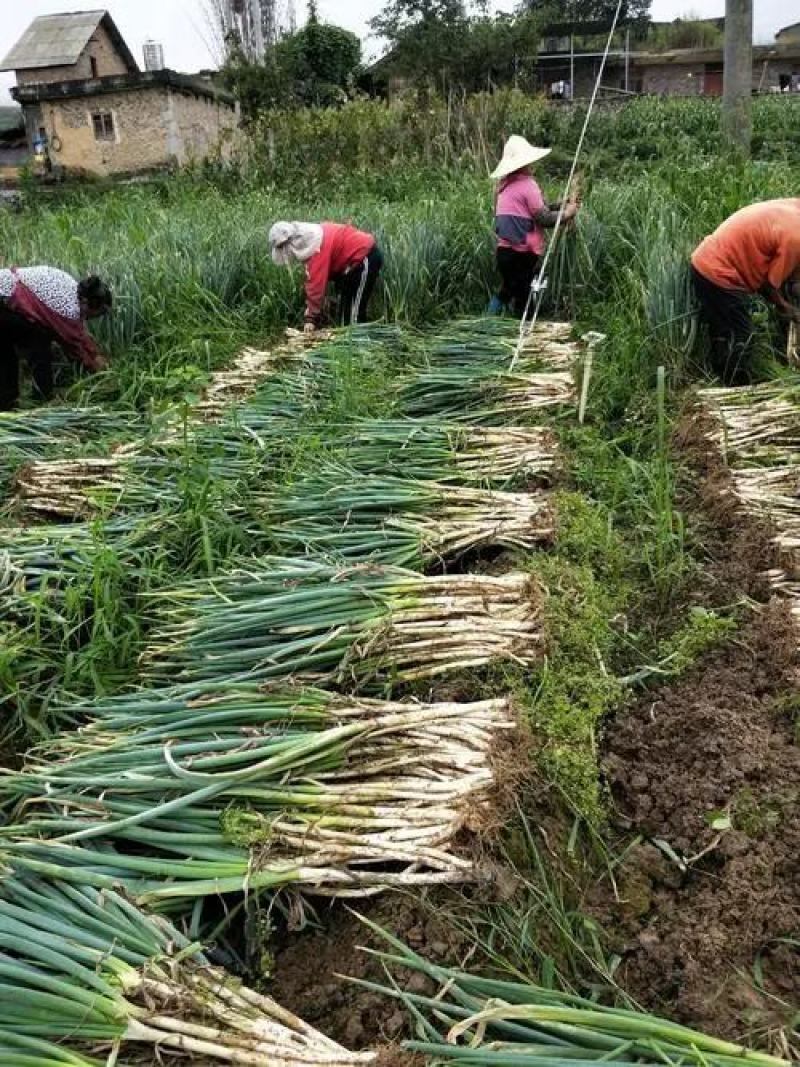 内蒙大葱长白大葱大量上市价格美丽质量上乘诚